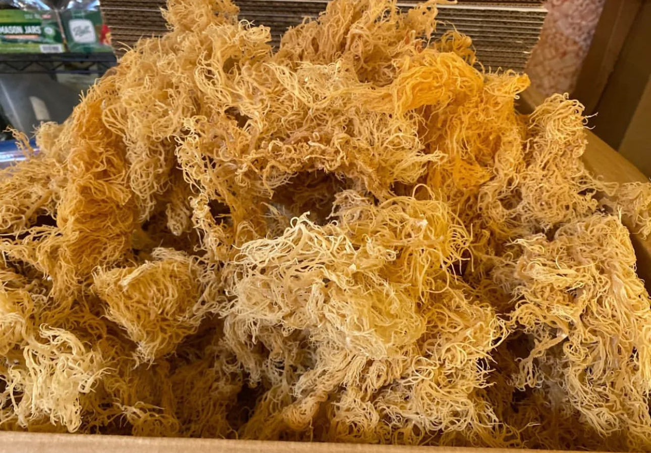Saint Lucia Wildcrafted Sea Moss
