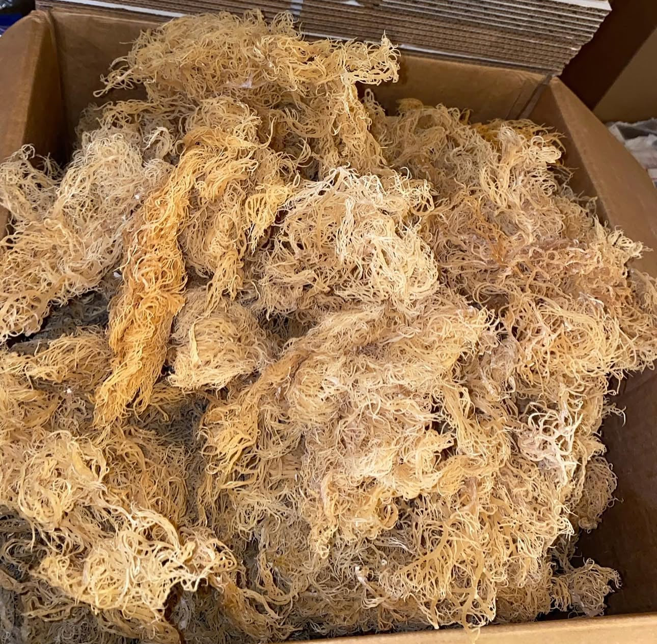 Saint Lucia Wildcrafted Sea Moss